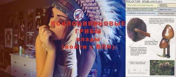 ПСИЛОЦИБИНОВЫЕ ГРИБЫ Михайловка